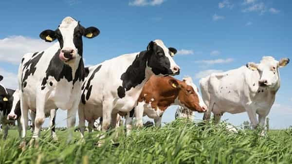 Dairy Farm Loans: లాభసాటి వ్యాపారం పాడిపరిశ్రమ.. పశువుల పెంపకంకోసం కేంద్రం భారీగా రుణం.. వివరాల్లోకి వెళ్తే..