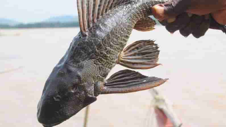 Devil fish: తెలుగు రాష్ట్రాల్లో దెయ్యం చేప టెర్రర్.. లబోదిబోమంటున్న మత్య్సకారులు, చేపల పెంపకందారులు