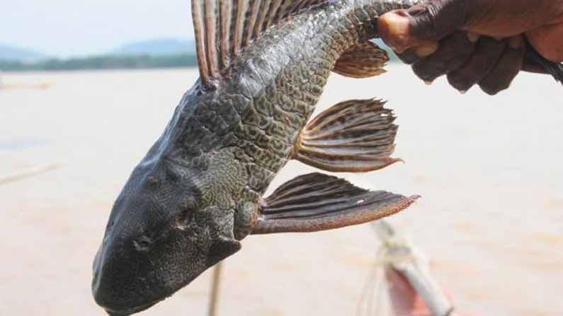 Devil fish: తెలుగు రాష్ట్రాల్లో 'దెయ్యం చేప' టెర్రర్.. లబోదిబోమంటున్న మత్య్సకారులు, చేపల పెంపకందారులు