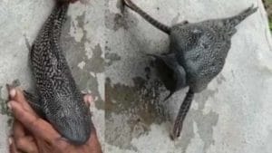 Devil Fish: జగిత్యాల జిల్లాలో చిక్కిన అరుదైన దెయ్యం చేప.. ఇది వేరే చేపల్ని బ్రతకనియ్యదు..