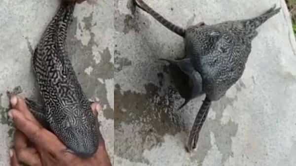 Devil Fish: జగిత్యాల జిల్లాలో చిక్కిన అరుదైన దెయ్యం చేప.. ఇది వేరే చేపల్ని బ్రతకనియ్యదు..
