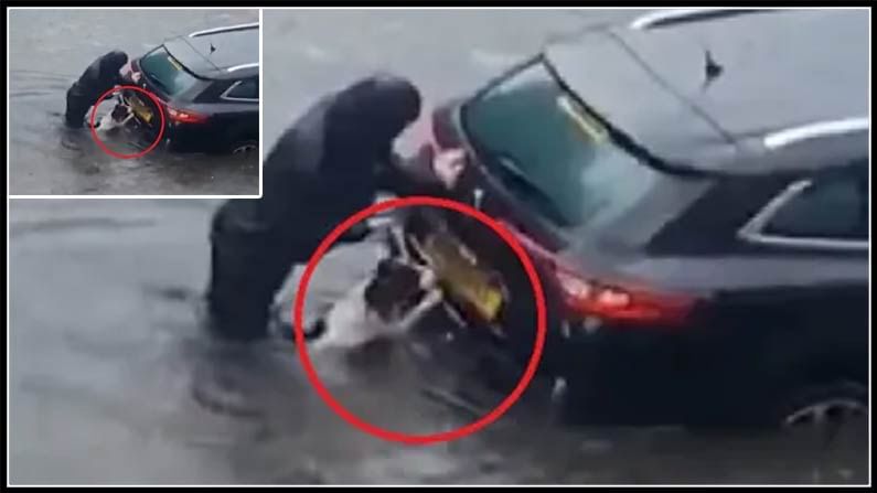 వరద నీటిలో చిక్కుకున్న కారు..యజమానురాలికి సహకరిస్తూ.. వాహనాన్ని ముందుకు తోస్తూ.. ఆ కుక్క 'సేవానిరతి'ని చూడాల్సిందే !