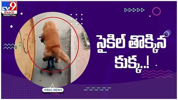 Viral Video: స్టైల్‌గా రోడ్డుపై రయ్‌ రయ్‌ మంటూ సైకిల్‌పై కుక్క రైడ్‌.. నెట్టింట వీడియో వైరల్