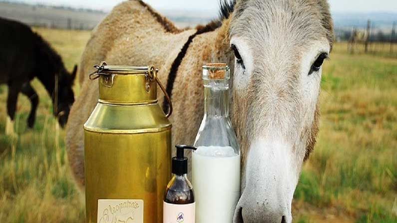 Donkey Milk : వామ్మో గాడిద పాలు లీటరుకి పదివేలంట..! ఎందుకో ఇంత ఖరీదు..?