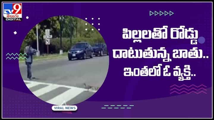 పిల్లలతో రోడ్డు దాటుతున్న బాతు...ఇంతలో అనుకోకుండా ఓ వ్యక్తి.. వైరల్ అవుతున్న వీడియో:Viral Video. పిల్లలతో రోడ్డు దాటుతున్న బాతు...ఇంతలో అనుకోకుండా ఓ వ్యక్తి.. వైరల్ అవుతున్న వీడియో:Viral Video.
