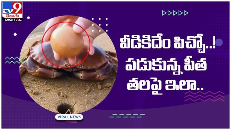 వీడికిదేం పిచ్చో..! పడుకున్న పీత తలపై ఇలా..!! సోషల్ మీడియా వేదికగా నెటిజన్లు ఫైర్‌.. వీడియో