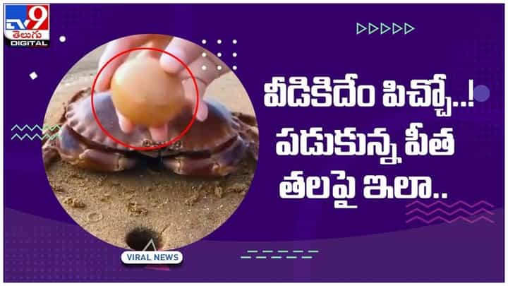 వీడికిదేం పిచ్చో..! పడుకున్న పీత తలపై ఇలా..!! సోషల్ మీడియా వేదికగా నెటిజన్లు ఫైర్.. వీడియో వీడికిదేం పిచ్చో..! పడుకున్న పీత తలపై ఇలా..!! సోషల్ మీడియా వేదికగా నెటిజన్లు ఫైర్.. వీడియో