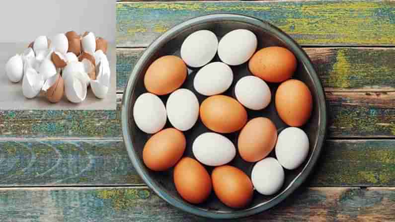 Egg Shells Benefits: గుడ్డు పెంకులను పడేస్తున్నారా ? వాటితో కలిగే ఆరోగ్య ప్రయోజనాలు తెలిస్తే అస్సలు వదలరు..