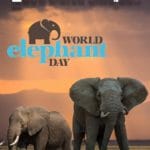 ప్రపంచ ఏనుగుల దినోత్సవం.. ఈ ప్రకృతికి ఏనుగులు ఎందుకు అవసరమో తెలుసా..