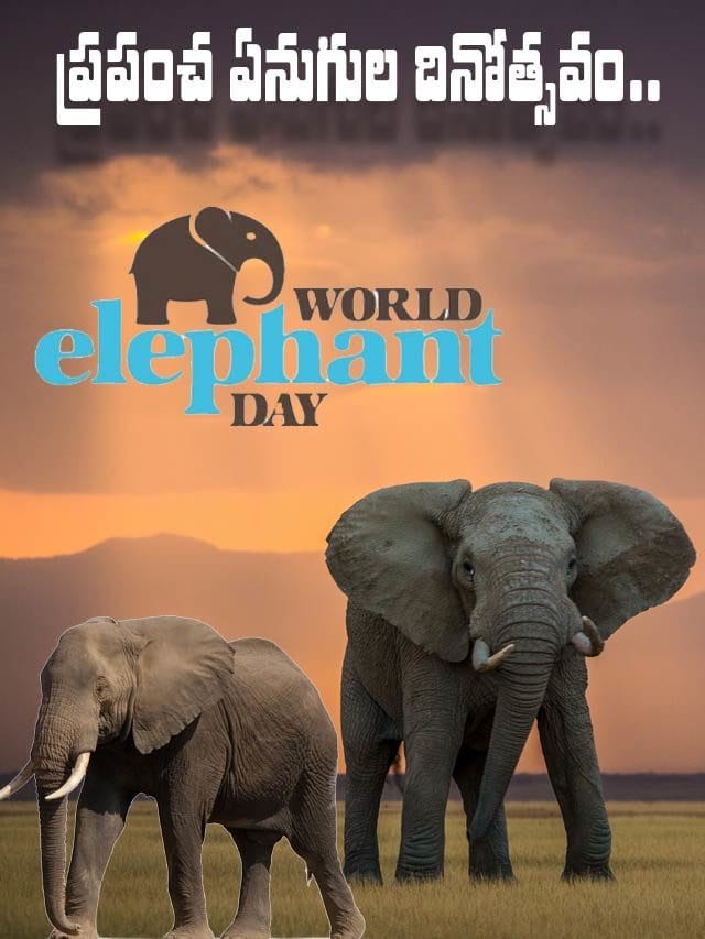 ప్రపంచ ఏనుగుల దినోత్సవం.. ఈ ప్రకృతికి ఏనుగులు ఎందుకు అవసరమో తెలుసా..