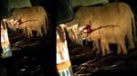 Elephants Hulchal: హైవే మీద చెరుకు లారీని ఆపి.. గంటపాటు తిన్న ఏనుగులు, బారులు తీరి నిలిచిపోయిన వాహనాలు