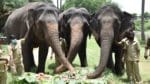 World Elephant Day: ఏనుగులకు కేకులు సహా పంచభక్ష్య పరమాన్నాలతో విందు.. నెహ్రూ జూ పార్క్‌లో పసందు.!