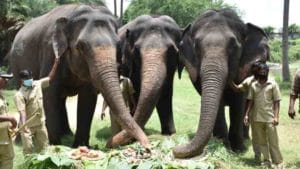 World Elephant Day: ఏనుగులకు కేకులు సహా పంచభక్ష్య పరమాన్నాలతో విందు.. నెహ్రూ జూ పార్క్‌లో పసందు.!