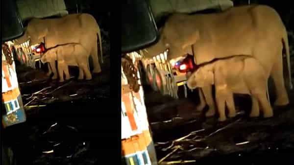 Elephants Hulchal: హైవే మీద చెరుకు లారీని ఆపి.. గంటపాటు తిన్న ఏనుగులు, బారులు తీరి నిలిచిపోయిన వాహనాలు
