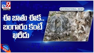 Viral Video: బ్రహ్మంగారు చెప్పినట్టే.. పందికి పాలుపట్టిన ఆవు..!! వీడియో