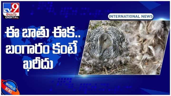 ప్రపంచంలోనే బంగారం కంటే ఖరీదైన ఈకలు.. వీటి ధర తెలిస్తే షాక్ అవ్వాల్సిందే..!! వీడియో ప్రపంచంలోనే బంగారం కంటే ఖరీదైన ఈకలు.. వీటి ధర తెలిస్తే షాక్ అవ్వాల్సిందే..!! వీడియో