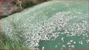 Viral Photos : విషాహారం తిని 5 టన్నుల చేపలు మృతి.. పూర్తి వివరాలు తెలుసుకోండి..