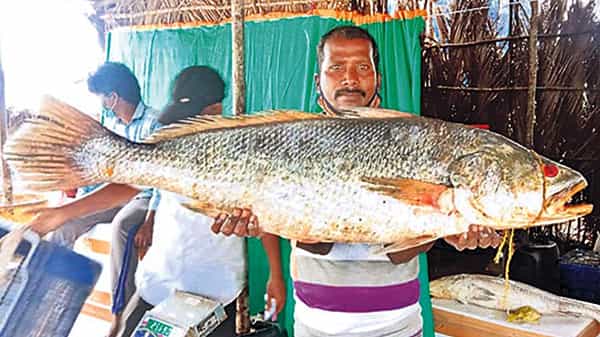 Fish Cost: ఈ చేప బరువు 16 కేజీలు.. ధర తెలిస్తే గుండెలదిరిపోతాయి..