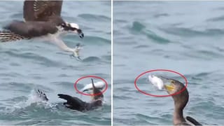 Krishnashtami Special Video: ట్రెండ్ మారింది..! బుల్లెట్ బండిపై చిన్ని కృష్ణుడు.. వైరల్ వీడియో.