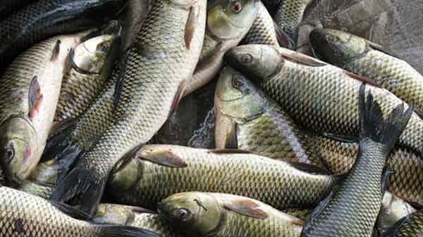 Fish Rates: కోవిడ్ ఎఫెక్ట్తో కుదేలైన ఆక్వా రంగం.. భారీగా తగ్గిన చేపల ధరలు.. ప్రస్తుత ధరలు ఇలా ఉన్నాయి..