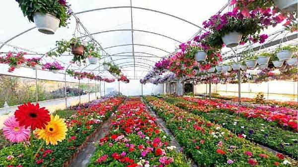Flower Farming: ఆయనది ఇప్పుడు పూల బాట.. ఏడాదికి లక్షలు ఆర్జిస్తున్న ఆదర్శ రైతు.. ఎలానో తెలుసా..