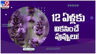 వీడికిదేం పిచ్చో..! పడుకున్న పీత తలపై ఇలా..!! సోషల్ మీడియా వేదికగా నెటిజన్లు ఫైర్‌.. వీడియో