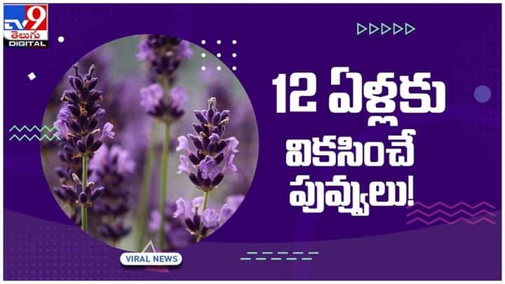 12 ఏళ్లకి ఒకసారే వికసించే పువ్వులు.. !! కేరళ పశ్చిమ కనుమలలో బ్లూ కార్పెట్.. వీడియో 12 ఏళ్లకి ఒకసారే వికసించే పువ్వులు.. !! కేరళ పశ్చిమ కనుమలలో బ్లూ కార్పెట్.. వీడియో