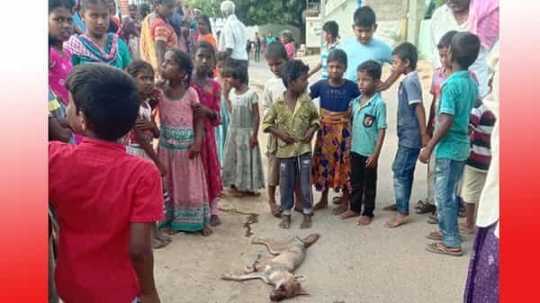 Fox Attack : ప్రకాశంజిల్లాలో నక్క హల్చల్.. యువకుడిపై దాడి.. ఆగమాగం అయిన ప్రజలు..