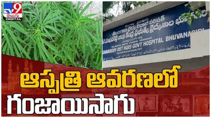 Ganja plants: సర్కారు దవాఖానలో ఆవరణలో గంజాయి సాగు.. వీడియో Ganja plants: సర్కారు దవాఖానలో ఆవరణలో గంజాయి సాగు.. వీడియో