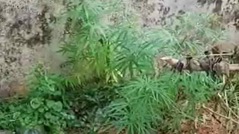 Ganja plants: సర్కార్ దవాఖానలో గంజాయి మొక్కల కలకలం.. తలలు పట్టుకుంటోన్న అధికారులు