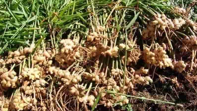 Ginger Farmers: కిలో అల్లం రూ.20నే.. చేసేదేం లేక పొలాల్లోనే పంటను దున్నేస్తున్న రైతులు