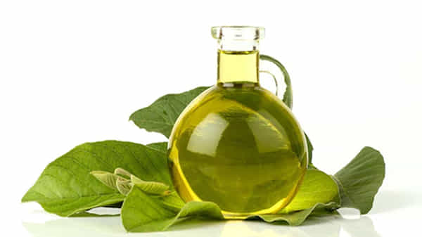 Guava Leaves Benefits: జామ ఆకులతో ఎన్నో ప్రయోజనాలు.. ఇలా వాడితే జుట్టు సమస్యలకు చెక్ పెట్టినట్లే..