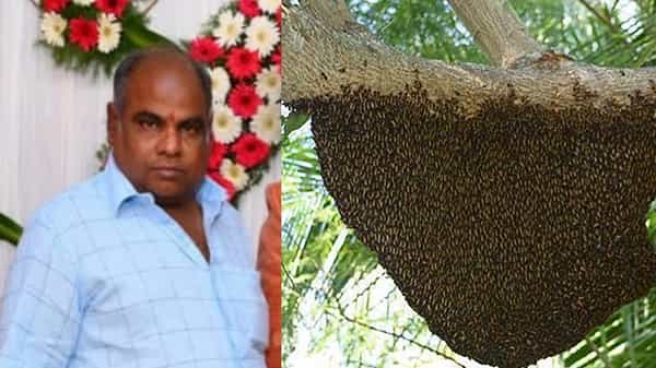 Guntur District: ఊహించని విషాదం.. వెంటాడిన తేనెటీగలు.. గుండెపోటుతో వ్యక్తి మృతి