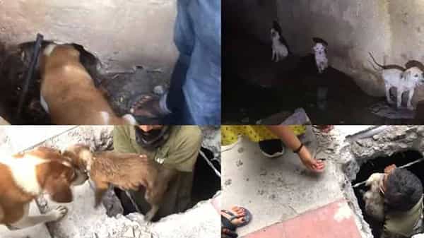 Viral Video: మానవత్వానికి, మాతృత్వానికి అద్దంపట్టిన ఘటన.. మ్యాన్ హోల్లో పడిన కుక్కపిల్లలు.. తల్లి ఆరాటం.. రెస్యూటీమ్ 10 గంటల పోరాటం