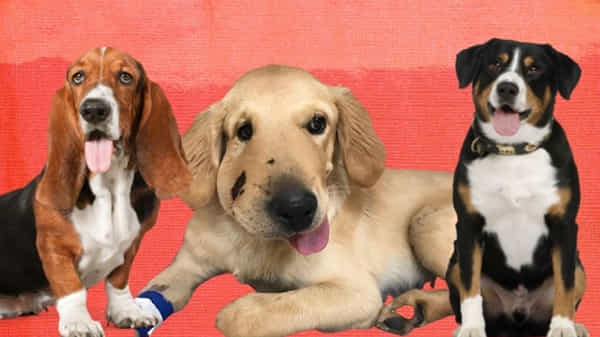 International Dog Day 2021: నేడు అంతర్జాతీయ కుక్కల దినోత్సవం.. శునకాలతో ప్రయోజనాలు ఏమిటి..?