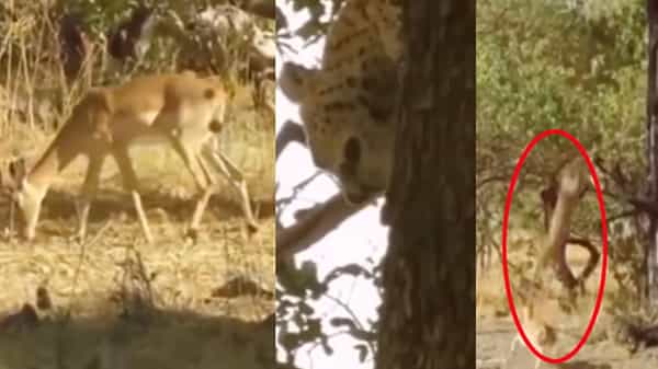 Viral Video: చెట్టుపై మాటు వేసిన చిరుత.. ఊహించని రీతిలో ఎటాక్ చేసింది.. వీడియో చూస్తే హడిలిపోవాల్సిందే..