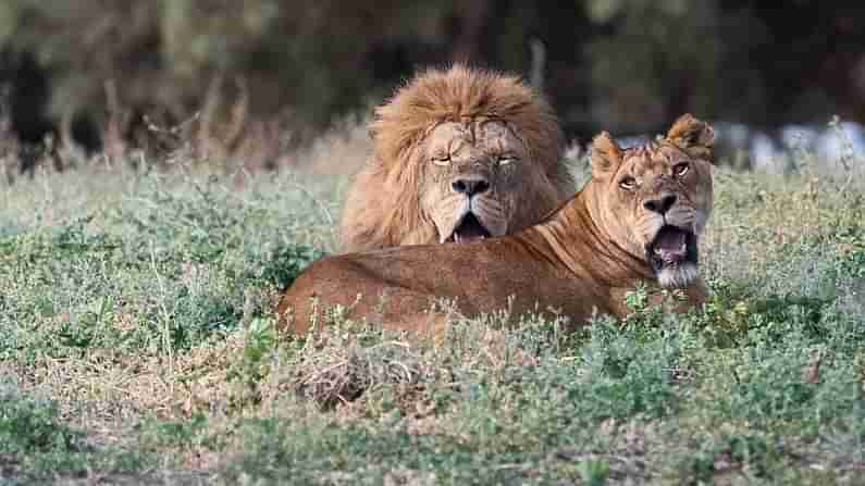 World Lions Day : నేడు ప్రపంచ సింహాల దినోత్సవం.. ట్వీట్ చేసిన ప్రధాని నరేంద్ర మోడీ.. ఇండియాలో పెరిగిన సింహాల సంఖ్య