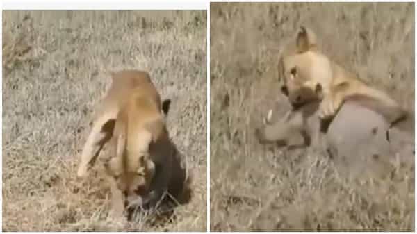 Viral Video: భూమి లోపల దాక్కున్నా వదలని సింహం.. అడవిపందిని ఎలా వేటాడిందంటే..? వీడియో చూస్తే షాక్..