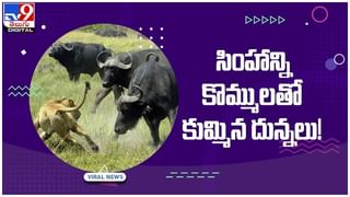 Viral Video: చిత్తూరు జిల్లాలో విచిత్ర ఘటన ఐదు గుడ్లు పెట్టి పిల్లలు చేసిన కోడి పుంజు వీడియో