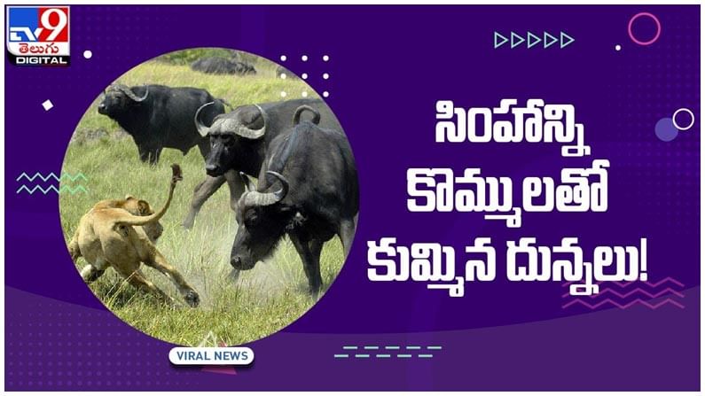 Viral Video: ఓ అడవి దున్న పై సింహం దాడి.!! సింహాన్ని కొమ్ములతో కుమ్మేసిన దున్నలు.. వీడియో