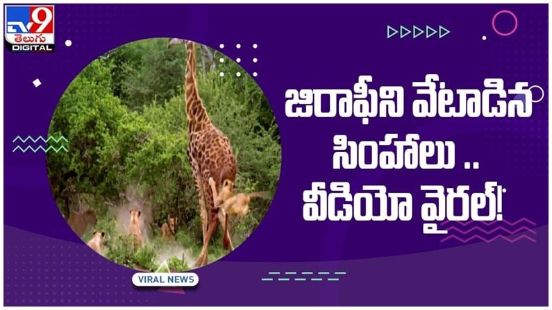 Viral Video: జిరాఫీని వేటాడిన సింహాల గుంపు.. భయం గొలిపే వీడియో నెట్టింట్లో వైరల్‌!