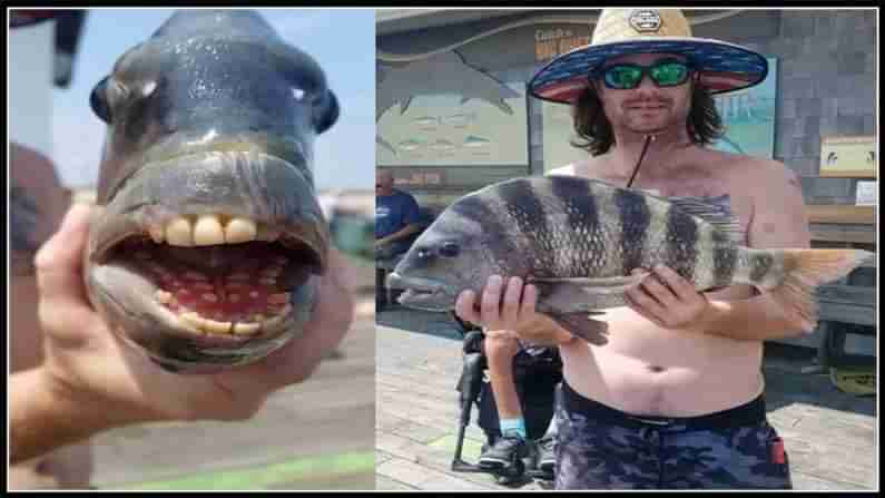 ఆ చేప నోట్లో మనిషి పళ్ళు..అమెరికాలోని జాలరికి లభించిన అరుదైన మత్స్యం-Fish With Human Like Teeth.