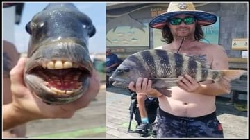 ఆ చేప నోట్లో మనిషి 'పళ్ళు'..అమెరికాలోని జాలరికి లభించిన అరుదైన మత్స్యం-Fish With Human Like Teeth.