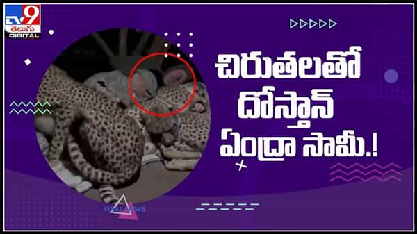 చిరుతలతో దోస్తాన్ ఏంద్రా సామీ..!మూడు చిరుతలను హాగ్ చేసుకొని పడుకున్న వ్యక్తి..(వీడియో):Man with Cheetah video.