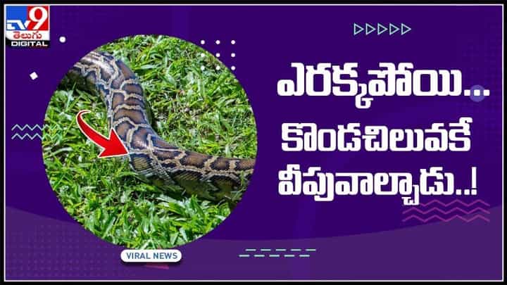 విరిగిపోయిన చెట్టు కొమ్మ అనుకోని కొండచిలువకే వీపువాల్చాడు..! నెక్స్ట్ ఎం జరిగిందో చూడండి..:Python Viral Video. విరిగిపోయిన చెట్టు కొమ్మ అనుకోని కొండచిలువకే వీపువాల్చాడు..! నెక్స్ట్ ఎం జరిగిందో చూడండి..:Python Viral Video.