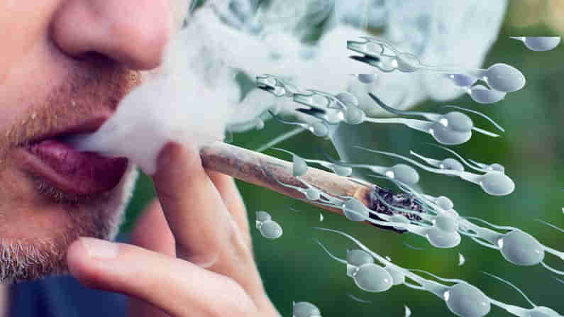 Marijuana Effect: గంజాయి సేవిస్తున్నారా? అయితే మీ వీర్య కణాలు ఫసక్.. మత్తుతో చిత్తుకాకండి బ్రో