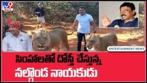సింహాలతో దోస్తీ చేస్తున్న నల్గొండ నాయకుడు..సింహలకే సింహం నోముల భగత్ అంటూ ఆర్జీవీ:Nomula Bhagat With Lions Video.