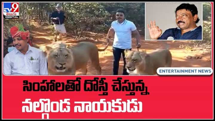 సింహాలతో దోస్తీ చేస్తున్న నల్గొండ నాయకుడు..సింహలకే సింహం నోముల భగత్ అంటూ ఆర్జీవీ:Nomula Bhagat With Lions Video. సింహాలతో దోస్తీ చేస్తున్న నల్గొండ నాయకుడు..సింహలకే సింహం నోముల భగత్ అంటూ ఆర్జీవీ:Nomula Bhagat With Lions Video.