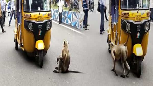 Viral Video: రోడ్డుపై కొండముచ్చు హల్చల్.. అధికారులకు ముప్పుతిప్పలు.. చివరికి..!