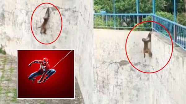 Viral Video: అమ్మో.. ఇది స్పైడర్ మెన్ను మించిపోయిందిరోయో... సోషల్ మీడియాలో చక్కర్లు కొడుతున్న కోతి దూకుడు